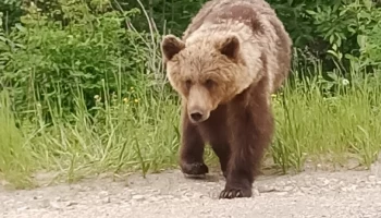 Совсем осмелели: на Камчатке опять медведь вышел к людям