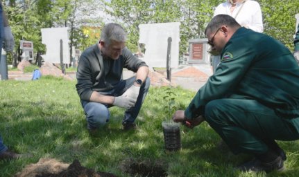 Саженец от легендарного Сталинградского тополя высадили на Камчатке 2