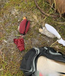 Ловили краснокнижных птиц, но поймались сами браконьеры на Камчатке 0