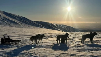 Благодаря государственной поддержке растет и развивается питомник ездовых собак на Камчатке