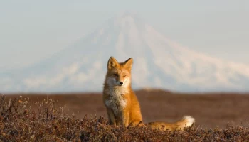 Одним из самых интересных объектов для наблюдения в разные времена года остаются лисы на Камчатке