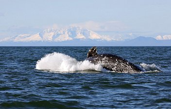Международный День прав животных отмечается одновременно с Днём прав человека 5