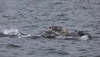 Первые самки серых китов с детёнышами вернулись на Камчатку