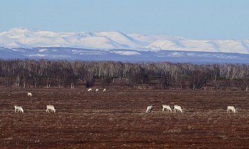 Дикие северные олени вернулись на летние пастбища на Камчатке 0