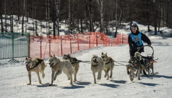 В Эссо в 10 раз состоялась гонка на собачьих упряжках «Казачий путь»