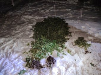 Мужчина занимался выращиванием незаконных кустов на территории своего частного дома на Камчатке 0