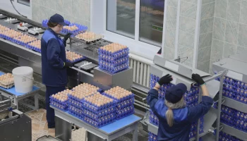 Птицефабрика «Пионерское» наращивает производственные мощности на Камчатке Птицефабрика «Пионерское» наращивает производственные мощности на Камчатке