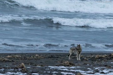 Стаю из четырёх волков заметили на побережье Кроноцкого заповедника в Камчатском крае 5