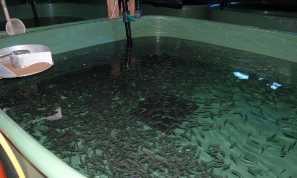 Стартовал прием заявок на участие в экологическом проекте &laquo;Жизнь камчатскому лососю!&raquo;