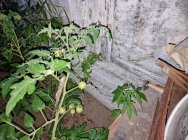На Камчатке житель Мильково выращивал а теплице коноплю 0