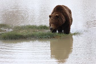 Месячник тишины стартует в Долине гейзеров на Камчатке 7