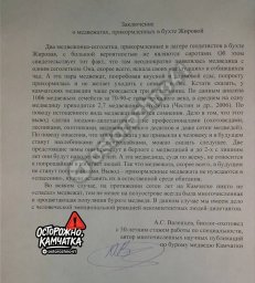 Биолог–охотовед прошелся по желающим спасать одиноких медвежат на Камчатке 0