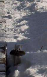 Горностай повадился наносить визиты на кордон «Ипуин» в Кроноцком заповеднике на Камчатке 0