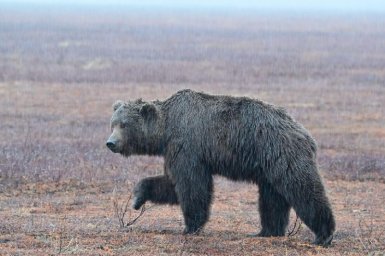 Брачные песни поют куропатки в окрестностях кордона «Аэродром» на Камчатке 0