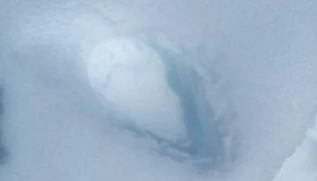 Медведь оставил следы у двух кордонов в природном парке &laquo;Налычево&raquo; на Камчатке