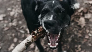 Прокуратура добилась компенсации для несовершеннолетнего, укушенного собакой в Петропавловске-Камчатском
