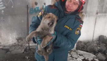 Камчатские спасатели пришли на помощь «замурованному» в бетонных плитах щенку