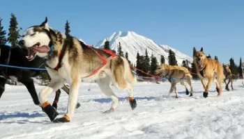 Прием заявок на участие в большой гонке &laquo;Берингия &ndash; 2026&raquo; стартовал на Камчатке