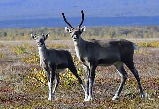 Международный День прав животных отмечается одновременно с Днём прав человека 1