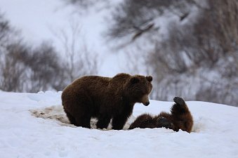 Месячник тишины стартует в Долине гейзеров на Камчатке 5