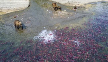 Инициатива &laquo;Озерновская нерка &mdash; для меня, для тебя, для нас&raquo; стартовала на Камчатке