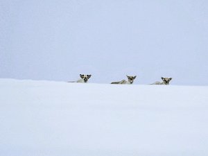 Олени задерживаются дольше обычного на горных пастбищах Камчатки 2