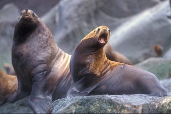 Чувствуют себя комфортно тюлени в Кроноцком заповеднике и Южно-Камчатском заказнике на Камчатке 13