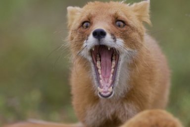 Камчатский фильм «Огненный лис» стал самым кассовым российским фильмом о дикой природе 4