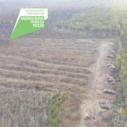 Лесовосстановление на площади 42 гектара осуществили в Мильковском лесничестве на Камчатке 1