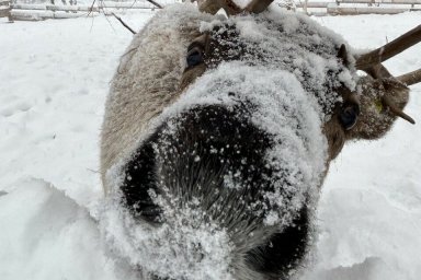 Благодаря государственной поддержке растет и развивается питомник ездовых собак на Камчатке 0