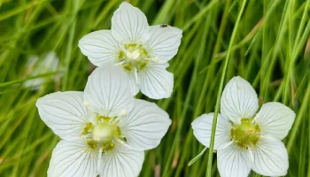 Такой красивый и такой ядовитый — уникальный белозор Камчатки Такой красивый и такой ядовитый — уникальный белозор Камчатки