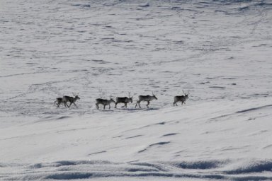 Северные олени по окончании брачного сезона побрели в горы на Камчатке 8