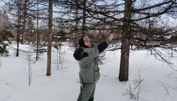 Урожайность семян лиственницы оценили в Быстринском лесничестве на Камчатке