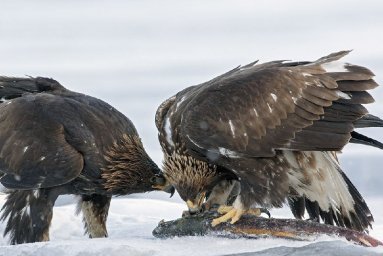 День зимующих птиц отмечается сегодня на Камчатке 5