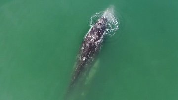 На Камчатке места скопления серых китов в бухте Ольга нанесут на карты 4