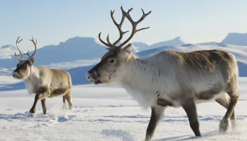 Ледяные корки на севере Камчатки могут стать причиной падежа оленей