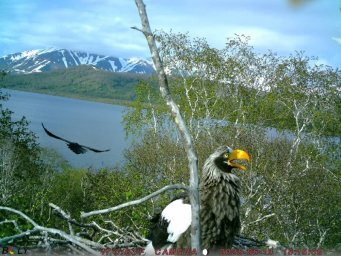 Фотоловушки раскрыли тайны гнездовой жизни белоплечих орланов на озере Начикинском в Камчатском крае 2