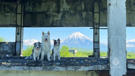 Камчатские собаки-спасатели тренировались искать людей под завалами 0