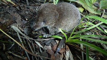 Полевок и бурозубок подсчитали в Кроноцком заповеднике на Камчатке 0