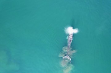 Квадрокоптеры для отслеживания морских млекопитающих и птиц приобрел заповедник на Камчатке 0