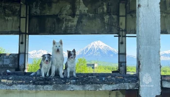 Камчатские собаки-спасатели тренировались искать людей под завалами