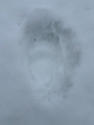 Первые следы медведя, покинувшего берлогу, заметили на Камчатке 0