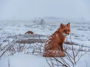 Одним из самых интересных объектов для наблюдения в разные времена года остаются лисы на Камчатке 3