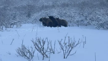 Почему еще не спят медведи и чем они занимаются, рассказали инспекторы заповедника на Камчатке Почему еще не спят медведи и чем они занимаются, рассказали инспекторы заповедника на Камчатке