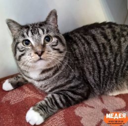 Острый дефицит свободных мест образовался в кошачьем приюте на Камчатке 5