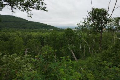 На Камчатке в парке Лазо в г. Елизово появится новая экологическая тропа 3