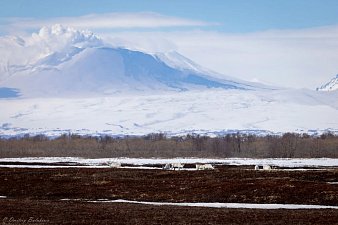 Северные олени выдвинулись к океану в Камчатском крае 1