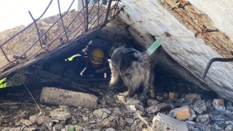 Камчатские собаки-спасатели тренировались искать людей под завалами 1