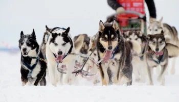 Первые заявки от каюров поступают на камчатскую традиционную гонку на собачьих упряжках «Берингия-2023»