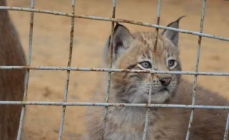 Елизовский зоопарк уходит на каникулы на Камчатке